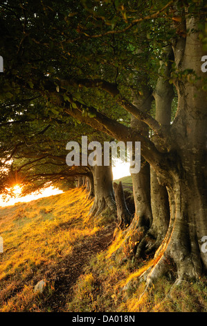 A row of Beech trees at Draycott Sleights on the Mendip Hills, Somerset, UK. Stock Photo