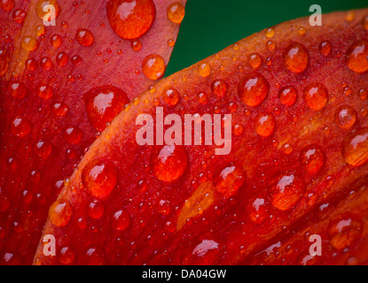 Water Drops On Red Tawny Daylily Leaves In The Rain Stock Photo