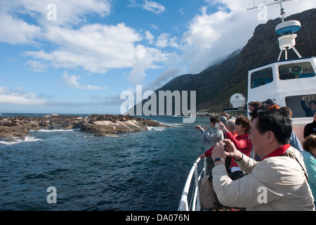 Seal Island boat trip, Hout Bay, Cape Town, South Africa Stock Photo