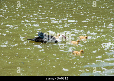 ducklings with their mom swimming through the water Stock Photo