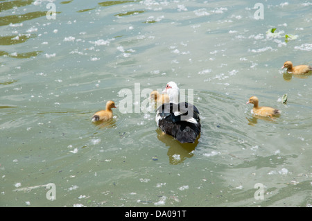 ducklings with their mom swimming through the water Stock Photo