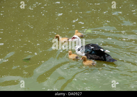 ducklings with their mom swimming through the water Stock Photo