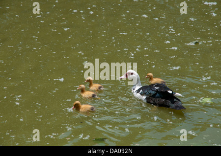 ducklings with their mom swimming through the water Stock Photo