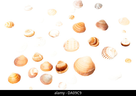 seashells on a white background Stock Photo