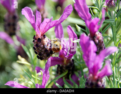 A bee searches for nectar on the flowers of a butterfly lavender plant. Stock Photo