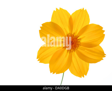 Chrysanthemum isolated on white Stock Photo