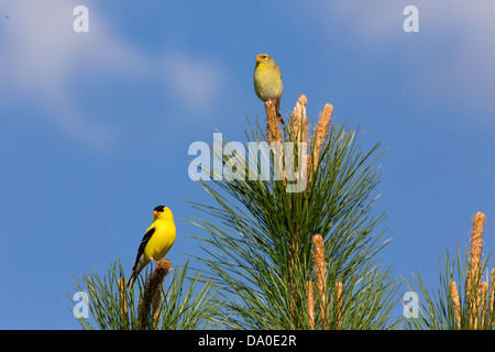 Male and female American goldfinches Stock Photo - Alamy