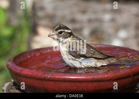 Female rose-breasted grosbeak bathing in a red bird bath Stock Photo