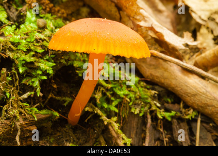 Single orange mycena mushroom (Mycena leaiana) growing on wood with moss, Charleston Lake Provincial Park, Ontario Stock Photo