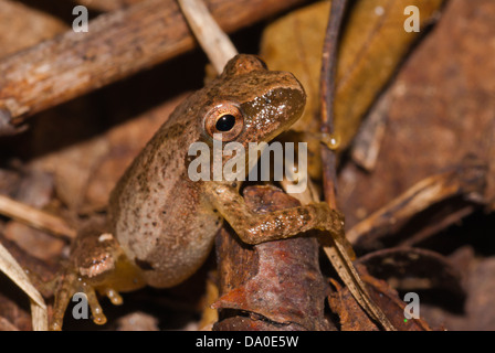 Grey tree frog (Hyla versicolor) crawling over leaves and sticks, Charleston Lake Provincial Park, Ontario Stock Photo
