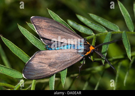 Virginia ctenuchid moth (Ctenucha virginica), Little Cataraqui Conservation Area, Ontario Stock Photo