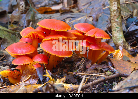 A cluster of vermilion waxcaps ( Hygrocybe miniata) growing among the leaf-litter, Little Cataraqui Conservation Area, Ontario Stock Photo