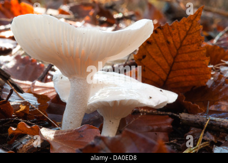 The Miller (Clitopilus prunulus orcellus) mushrooms growing in the leaf litter, Little Cataraqui Conservation Area, Ontario Stock Photo