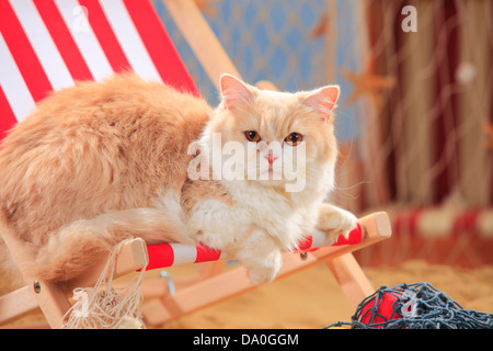 British Longhair Cat, cream-mackerel-tabby-white / Highlander, Lowlander, Britannica, deckchair Stock Photo