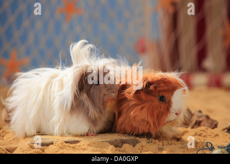 Angora Guinea Pigs, slateblue-gold-white and red-white |Angora-Meerschweinchen, Slateblue-Gold-Weiss und Rot-Weiss Stock Photo