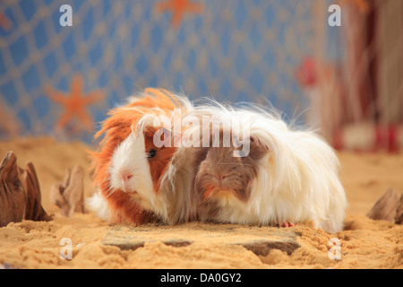 Angora Guinea Pigs, slateblue-gold-white and red-white |Angora-Meerschweinchen, Slateblue-Gold-Weiss und Rot-Weiss Stock Photo