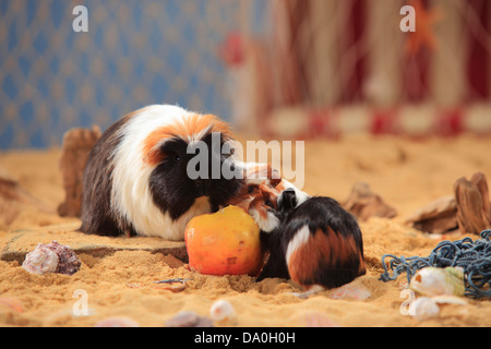 Coronet Guinea Pig, tortie-white, female with youngs, eating apple Stock Photo