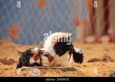 Coronet Guinea Pig, tortie-white, female with youngs |Coronet-Meerschweinchen, schildpatt-weiss, Weibchen und Jungtiere Stock Photo