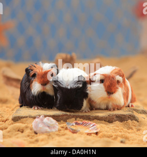 Coronet Guinea Pig, tortie-white and red-white, youngs |Coronet-Meerschweinchen, schildpatt-weiss und rot-weiss, Jungtiere Stock Photo