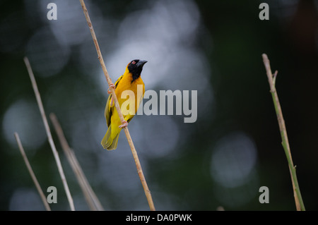 Black-headed Weaver bird (Ploceus melanocephalus) Stock Photo