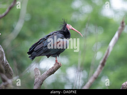 Northern Bald Ibis (Geronticus eremita) Stock Photo