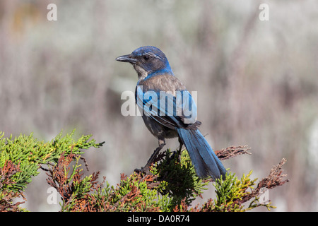 California Scrub-Jay Aphelocoma californica Pacific Grove, Monterey County, California, United States 20 June Stock Photo