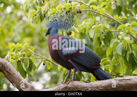 Crowned pigeon, seen at the National Botanic Gardens, Port Moresby, Papua New Guinea. Stock Photo