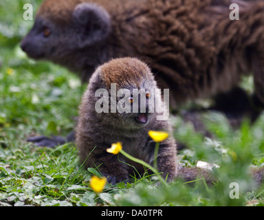 Baby Alaotran Gentle Lemur (hapalemur griseus alaotrensis) Stock Photo