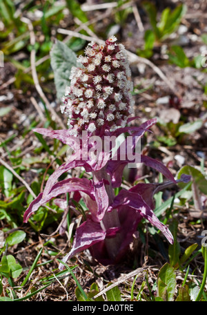 Common Butterbur (petasites hybridus), Giau Pass, Dolomites, Italy