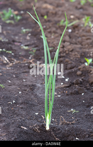 A single stalk of green onion on the ground Stock Photo
