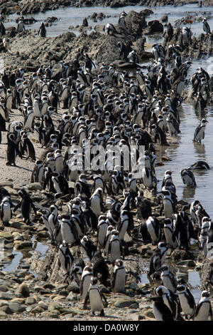 March 14, 2006 - Robben Island, SOUTH AFRICA - President Obama and family visited Robben Island during their current trip to South Africa. (File Photo 3/24/2006) Robben Island, SOUTH AFRICA; Pictured are African Penguins. There are large penguin colonies on Robben Island. During apartheid Former South African President Nelson Mandela was incarcerated for 18 of his 27 years behind bars at Robbin Island as prisoner number 46664. For nearly 400 years, Robben Island, 12 kilometres from Cape Town, was a place of banishment, exile, isolation and imprisonment. Having served as a penal settlement, lep Stock Photo