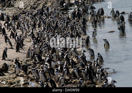 March 14, 2006 - Robben Island, SOUTH AFRICA - President Obama and family visited Robben Island during their current trip to South Africa. (File Photo 3/24/2006) Robben Island, SOUTH AFRICA; Pictured are African Penguins. There are large penguin colonies on Robben Island. During apartheid Former South African President Nelson Mandela was incarcerated for 18 of his 27 years behind bars at Robbin Island as prisoner number 46664. For nearly 400 years, Robben Island, 12 kilometres from Cape Town, was a place of banishment, exile, isolation and imprisonment. Having served as a penal settlement, lep Stock Photo