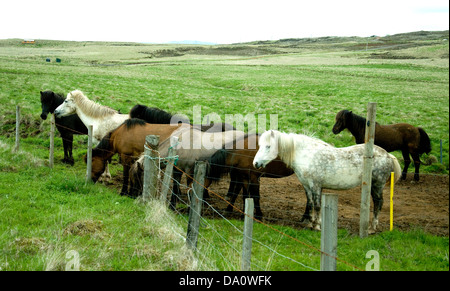 Icelandic horses, in a range of colours, used mainly for tourists to ride, cluster at a wire farm fence, vast open spaces beyond Stock Photo