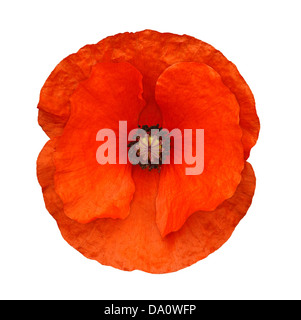 The head of a red poppy flower often associated with armed forces remembrance days isolated against a white background Stock Photo