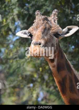 Giraffe in the Parque des Legendes zoo in Lima, Peru Stock Photo