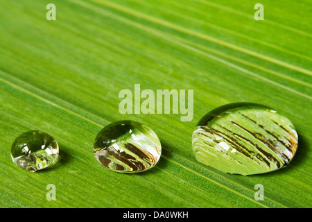 Three droplets of dew on a leaf background great for beauty products and a symbol of purity Stock Photo