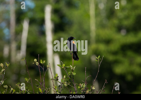 Red-winged Blackbird - Male Stock Photo