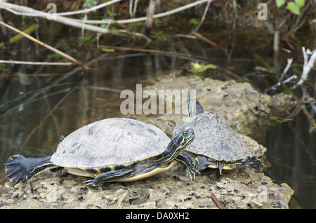 A pair of Peninsula Cooters (Pseudemys peninsularis) basking on emergent limestone in Everglades National Park, Florida. Stock Photo