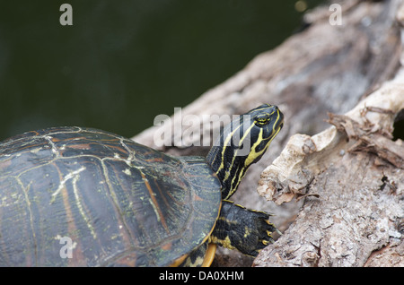 A Florida Red-bellied Cooter (Pseudemys nelsoni) on Anhinga Trail, Everglades National Park, Miami-Dade County, Florida. Stock Photo