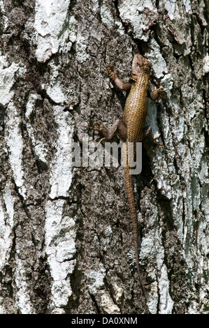 An Eastern Fence Lizard (Sceloporus undulatus) clinging to a tree trunk in Oconee State Park, Oconee County, South Carolina. Stock Photo