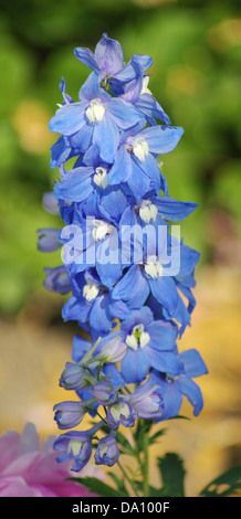 Close-up of blue larkspur Stock Photo - Alamy