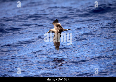 Corys shearwater flying low over the ocean off the Canary Islands Stock Photo