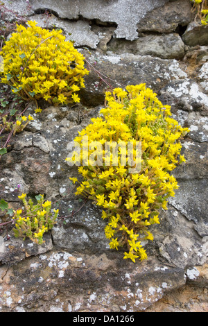 Biting Stonecrop or Wall Pepper, Sedum acre growing on a stone wall in Kirkbymoorside North Yorkshire Stock Photo