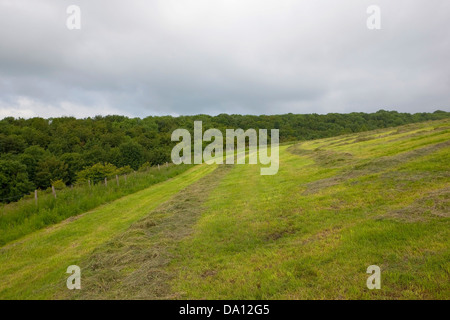 A freshly cut field of hay on a hillside with woods in the Yorkshire wolds, England, under a summer cloudy sky. Stock Photo
