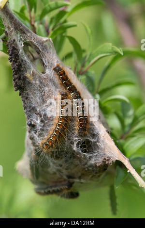 Small Eggar moth caterpillars (Eriogaster lanestris) on their tent in a Hawthorn bush at Collard Hill in Somerset Stock Photo