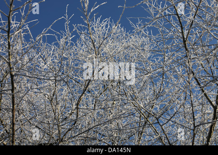 Frosted branches against a clear, blue sky Stock Photo