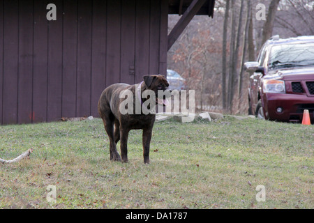 Italian Mastiff standing on a green grass field during winter. Stock Photo