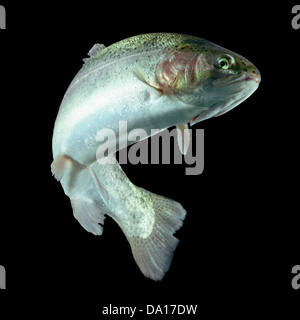 A single rainbow trout is shown in mid-air against a solid black background. The fish is angled diagonally, with its head tilted upward and its body curved slightly, giving the impression of a jump Stock Photo