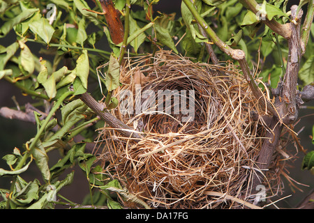 Detail of a beautiful natural empty birds nest in a tree Stock Photo