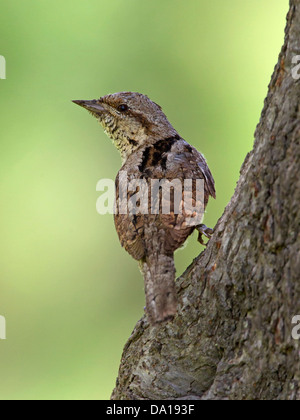 Eurasian wryneck perched on tree trunk Stock Photo
